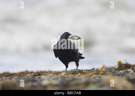 Rook Corvus frugilegus alimentazione lungo litorale con le cozze tenutasi a bill a Aberystwyth South Beach, il Galles in gennaio. Foto Stock