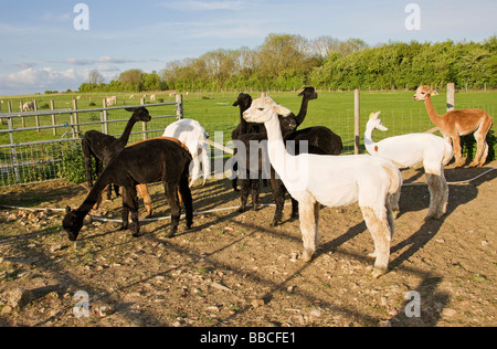 Alpaca e Lama pacos, in piedi nel paddock dopo la tosatura. Foto Stock