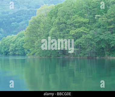 Foresta e Lago Foto Stock