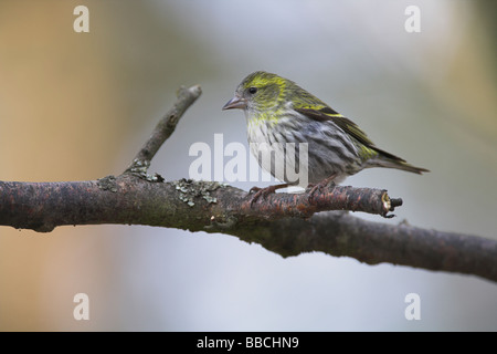 Eurasian femmina Lucherino Carduelis Spinus appollaiato sul ramo a Cairngorm, Scozia in aprile. Foto Stock