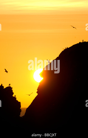 Gabbiani reali, Larus argentatus, volare a alba sulle scogliere sulla costa rocciosa a Dunbuy, Aberdeenshire. Foto Stock