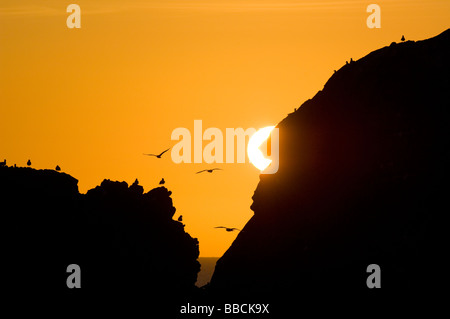 Gabbiani reali, Larus argentatus, volare a alba sulle scogliere sulla costa rocciosa a Dunbuy, Aberdeenshire. Foto Stock