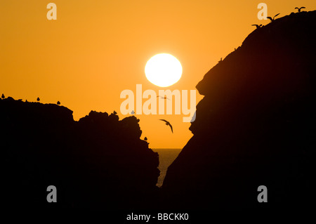 Gabbiani reali, Larus argentatus, volare a alba sulle scogliere sulla costa rocciosa a Dunbuy, Aberdeenshire. Foto Stock