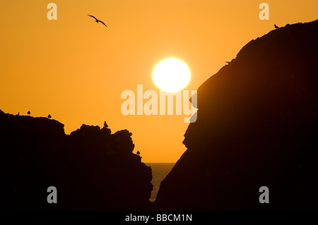 Gabbiani reali, Larus argentatus, volare a alba sulle scogliere sulla costa rocciosa a Dunbuy, Aberdeenshire. Foto Stock