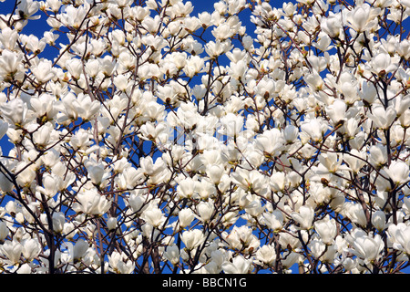 Magnolia bianco fiori che sbocciano contro sunny blue sky Magnolia denudata Foto Stock