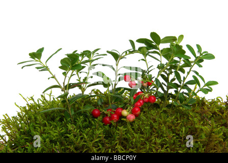 Preiselbeere cowberry 03 Foto Stock