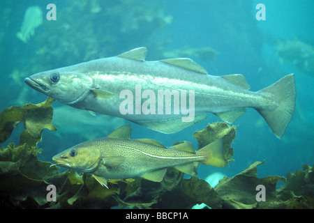 Pollock, Pollack (Pollachius pollachius) e di merluzzo bianco (Gadus morhua) sotto l'acqua Foto Stock