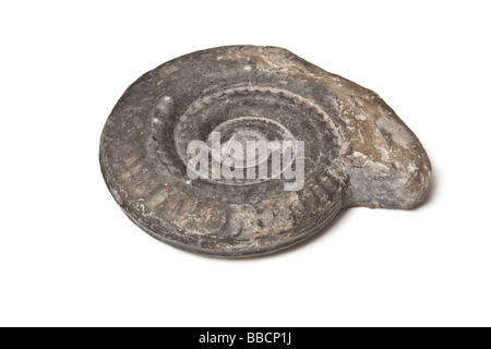 Fossili isolate su un bianco di sfondo per studio Foto Stock