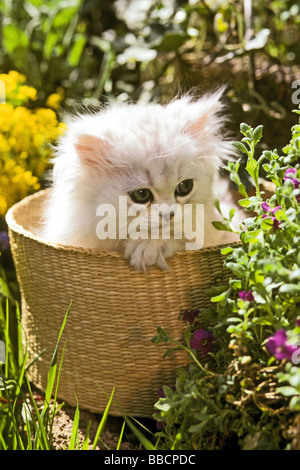 Argento cincillà gatto persiano (felis catus, Felis silvestris), gattino in un cestino con fiori gialli in background Foto Stock