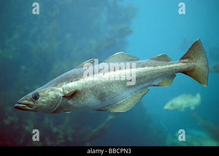 Pollock, Pollack (Pollachius pollachius) sotto l'acqua Foto Stock