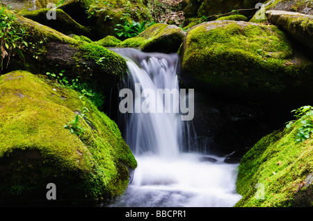 In prossimità di una cascata che scorre attraverso le rocce di muschio Foto Stock