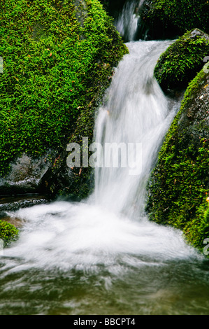 In prossimità di una cascata che scorre attraverso le rocce di muschio Foto Stock