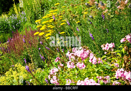 In prossimità di una pianta erbacea perenne con bordo giallo o achillea Achillea e rosa phlox Foto Stock