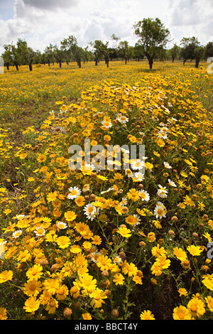 Fiori Selvatici in orchard Mallorca Spagna Spain Foto Stock