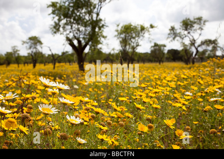 Fiori Selvatici in orchard Mallorca Spagna Spain Foto Stock