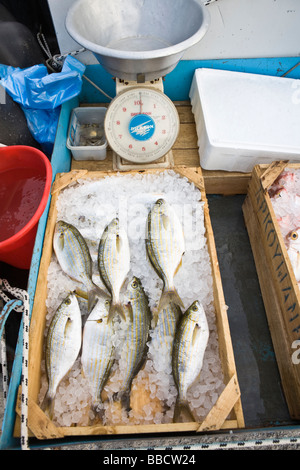 Il pesce appena pescato Skopelos Island Isole Greche - Grecia Foto Stock