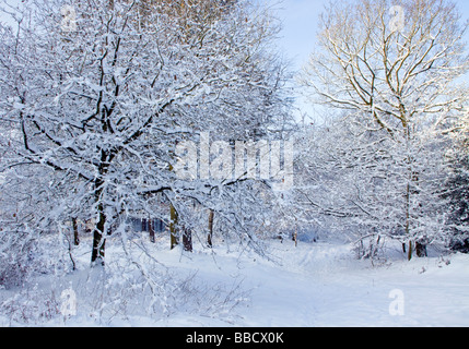 Staffordshre strada coperta di neve il percorso e gli alberi in inverno in legno a Cannock Foto Stock