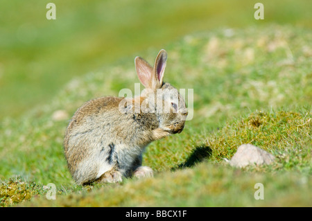 Coniglio giovane, oryctolagus cuniculus, al di fuori della sua tana governare la sua pelliccia, Highlands Scozzesi. Foto Stock