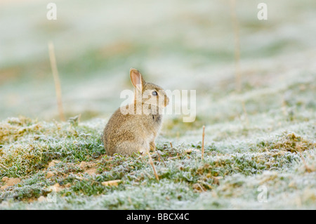 Coniglio giovane, oryctolagus cuniculus, su un pupazzo di neve la mattina in un campo di montagna, Highlands Scozzesi. Foto Stock