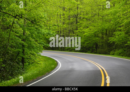 clean curving road with forest on either side Foto Stock