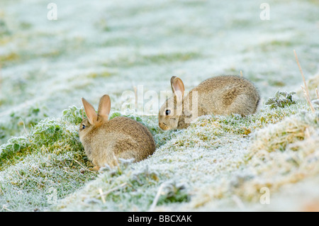 Due conigli giovani, oryctolagus cuniculus, alimentazione su un pupazzo di neve la mattina in un campo di montagna, Highlands Scozzesi. Foto Stock