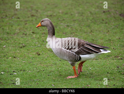 Oca Graylag, Anser anser, anatidi Foto Stock