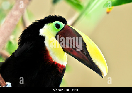 Chestnut mandibled toucan giallo e nero profilo di uccelli Foto Stock