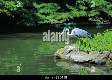 Heron nel selvaggio Foto Stock