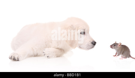 Curioso il Labrador cucciolo guardando un mouse Foto Stock