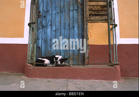 Un cane dorme nella porta di una vecchia casa coloniale di Trinidad Cuba Foto Stock