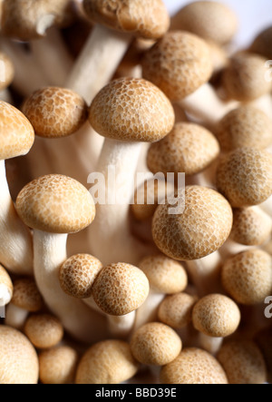 Close up su una testa di marrone di funghi di faggio noto anche come buna shimeji shimeji o coperchio marrone di funghi Foto Stock