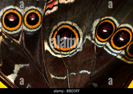 Primo piano di un bel blu morpho butterly ala Foto Stock