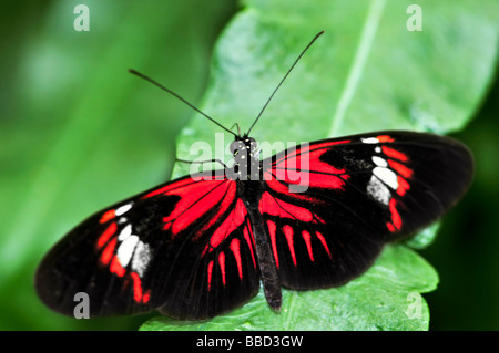 Rosso dora heliconius farfalla su una foglia Foto Stock
