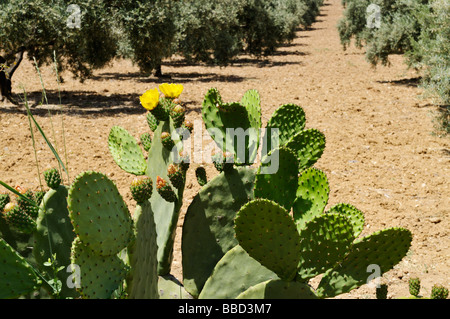 Fioritura di fico d'India cactus Opuntia humifusa cresce a bordo del frutteto di oliva Spagna Foto Stock