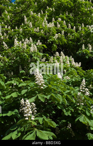 Cavallo castagno Scozia UK in fiore primavera Foto Stock