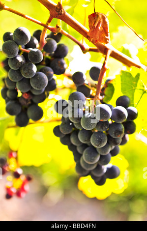 Da uve a bacca rossa che cresce su vite in un sole luminoso Foto Stock