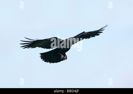 American Crow in volo Foto Stock