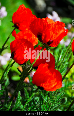 Primo piano del profilo luminoso papaveri rossi sulla giornata di sole Foto Stock
