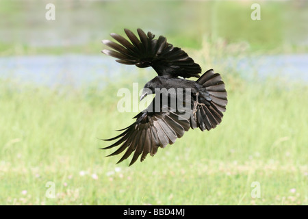 American Crow in volo Foto Stock