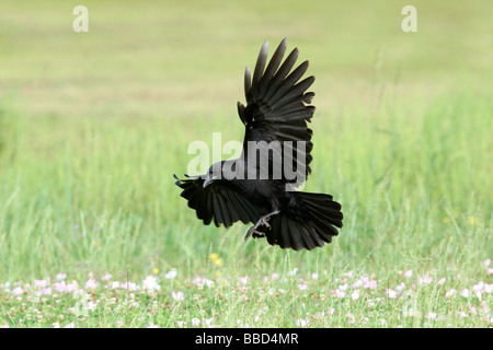 American Crow in volo Foto Stock
