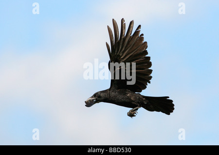 American Crow in volo Foto Stock