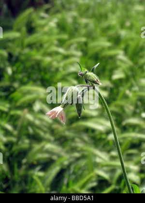 Un unico fiore rosa bud in campo pieno di erba Foto Stock