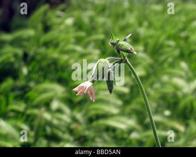 Un unico fiore rosa bud in campo pieno di erba Foto Stock