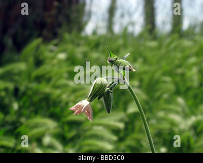 Un unico fiore rosa bud in campo pieno di erba Foto Stock