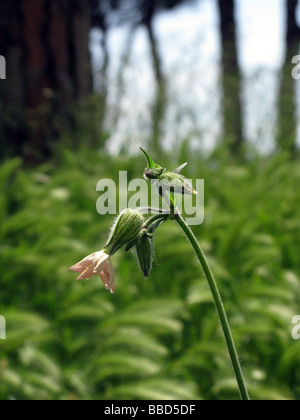 Un unico fiore rosa bud in campo pieno di erba Foto Stock