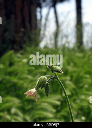 Un unico fiore rosa bud in campo pieno di erba Foto Stock