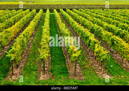 Righe di giovani i vitigni che crescono in Niagara Peninsula vigneto Foto Stock