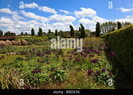 Inizio estate confine con Alliums e carpino hedge Kent Foto Stock