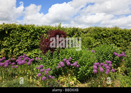 Inizio estate confine con Alliums e carpino hedge Kent Foto Stock