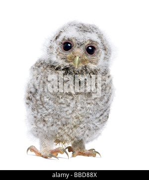Vista frontale di un owlet guardando la telecamera Athene noctua 4 settimane di fronte a uno sfondo bianco Foto Stock